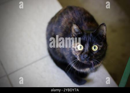 Un chat noir élégant aux yeux jaunes saisissants regarde curieusement la caméra, ses moustaches tordant légèrement d'anticipation Banque D'Images