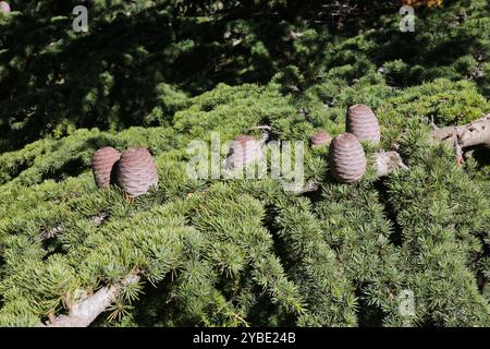 Cedar Branch Conifers, Barouk, Liban Banque D'Images