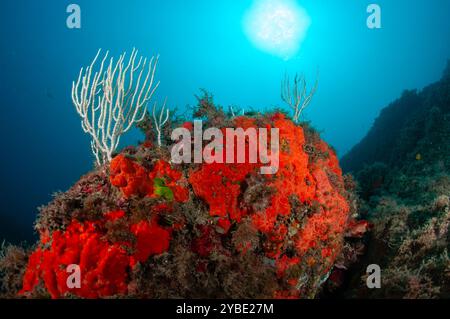 Gorgonien blanc, Eunicella singularis, et éponge incrustante rouge orangé, Crambe crambe, Cadaques, Costa Brava, Catalogne, Espagne Banque D'Images