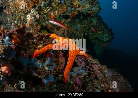 Étoile de mer orange, Hacelia attenuata, et un arc-en-ciel méditerranéen, Coris julis, sur le fond de la mer, Cadaques, Costa Brava, Catalogne, Espagne Banque D'Images