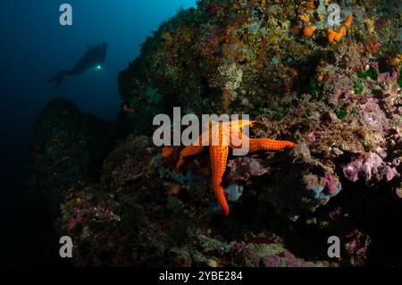 Étoile de mer orange, Hacelia attenuata, et un plongeur sur le fond, fond de mer, Cadaques, Costa Brava, Catalogne, Espagne Banque D'Images