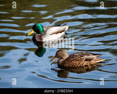 Deux canards nagent dans un lac. L'un est vert et l'autre brun. L'eau est calme et claire Banque D'Images