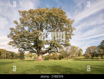 Identification des arbres et incertitude quant à ce qu'est exactement ce magnifique arbre. Situé dans un champ à l'arrière de St Peter's, Coniston Cold. Banque D'Images