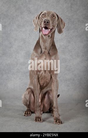 Chien Weimaraner de trois ans à poil court, assis devant un fond gris Banque D'Images