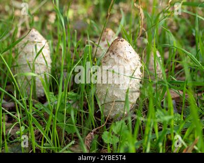 Trois champignons poussent dans un champ d'herbe. Les champignons sont blancs et ont une apparence épaisse. La scène est paisible et sereine, avec la mushr Banque D'Images