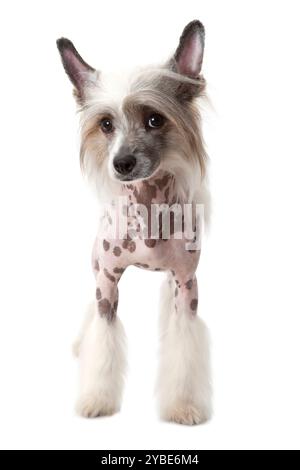 Plan studio du chien Hairless Chinese Crested, 1,5 ans, isolé sur blanc Banque D'Images