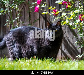 Un chat noir se promenant dans le jardin par une journée ensoleillée avec des roses colorées en arrière-plan. Banque D'Images