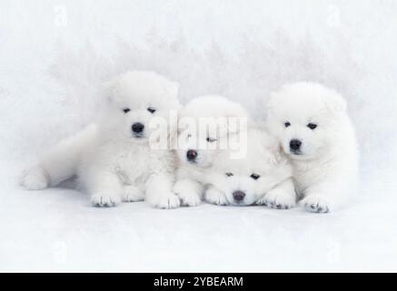 Portrait de chiots Samoyed d'un mois Banque D'Images
