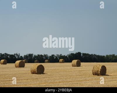 sacs de paille sèche dispersés à travers un champ agricole récolté à la lumière dorée du soleil, rouleaux de foin sur une terre agricole Banque D'Images