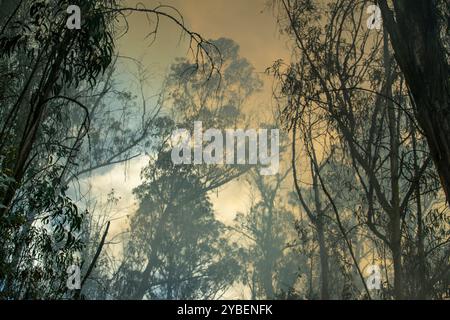 Forêts de feu, Quito - Équateur / septembre 2024 Banque D'Images