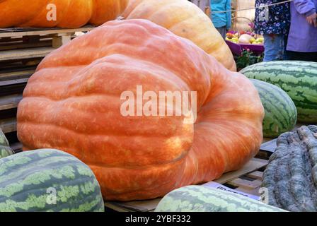 Citrouilles géantes et pastèques. Récolte automnale de fruits et légumes. Banque D'Images