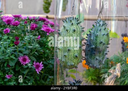 Kiwano ou concombre africain, melon corné ou Cucumis métulifer. Banque D'Images