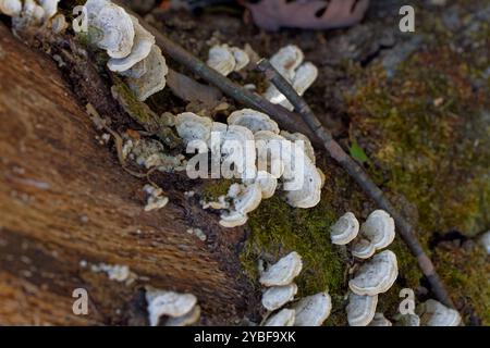 Queue de dinde de champignons (Trametes versicolor). Il pousse généralement en couches carrelées en groupes ou en rangées sur des rondins et des souches d'arbres à feuilles caduques Banque D'Images