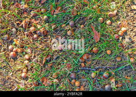 Acorn. Dans de nombreux endroits, il y a beaucoup de glands qui tombent du chêne en automne, qui fournissent de la nourriture à de nombreux animaux et oiseaux. Banque D'Images