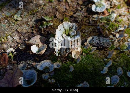 Queue de dinde de champignons (Trametes versicolor). Il pousse généralement en couches carrelées en groupes ou en rangées sur des rondins et des souches d'arbres à feuilles caduques Banque D'Images
