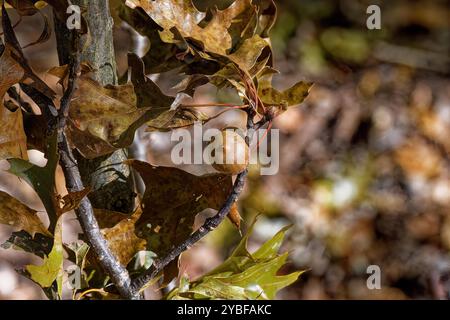 Acorn. Dans de nombreux endroits, il y a beaucoup de glands qui tombent du chêne en automne, qui fournissent de la nourriture à de nombreux animaux et oiseaux. Banque D'Images
