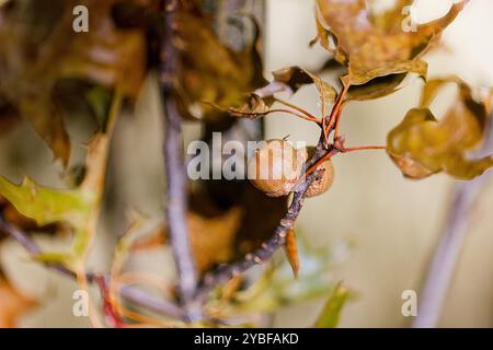 Acorn. Dans de nombreux endroits, il y a beaucoup de glands qui tombent du chêne en automne, qui fournissent de la nourriture à de nombreux animaux et oiseaux. Banque D'Images