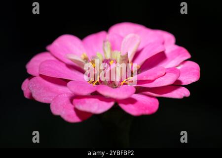 Gros plan d'une fleur de zinnia avec des pétales rose vif. Banque D'Images