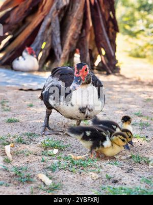 Canard de Barbarie avec des bébés canetons marchant sur le sable Banque D'Images