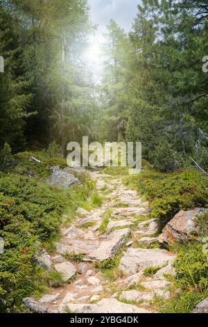 Sentier rocheux ensoleillé menant à une dense forêt de pins, région de Monte Rosa, Suisse Banque D'Images