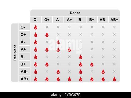 Compatibilité sanguine ABO, illustration. Banque D'Images