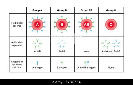 Groupes sanguins ABO, illustration. Banque D'Images