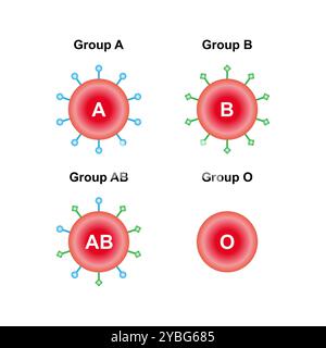 Groupes sanguins ABO, illustration. Banque D'Images