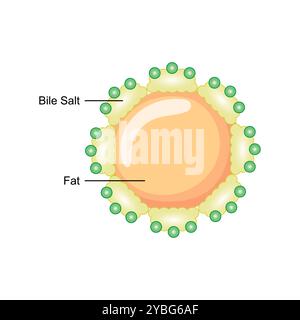 Émulsification des graisses par les sels biliaires, illustration. Banque D'Images
