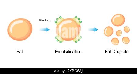 Émulsification des graisses par les sels biliaires, illustration. Banque D'Images