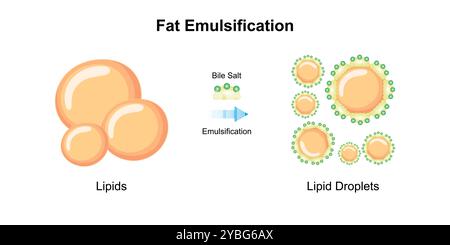Émulsification des graisses par les sels biliaires, illustration. Banque D'Images