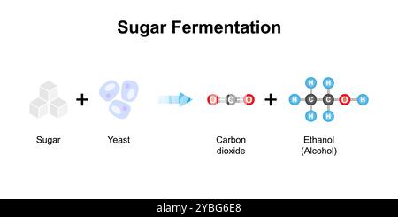 Fermentation du sucre, illustration. Banque D'Images