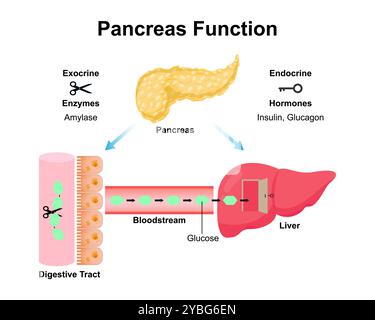 Fonction pancréatique, illustration. Banque D'Images