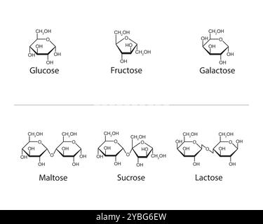 Monosaccharides et disaccharides, illustration. Banque D'Images