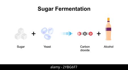 Fermentation du sucre, illustration. Banque D'Images