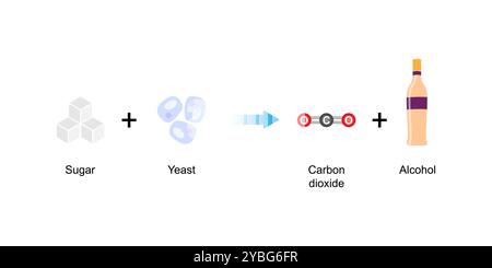 Fermentation du sucre, illustration. Banque D'Images