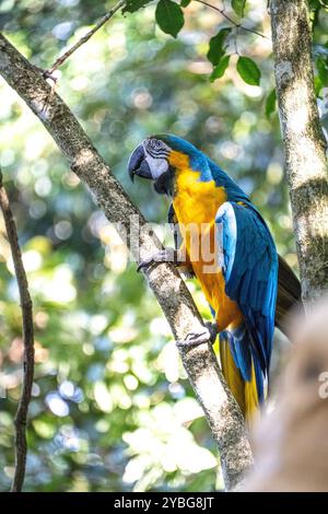Macaw bleu et or à la volière des oiseaux d'Eden en Afrique du Sud Banque D'Images