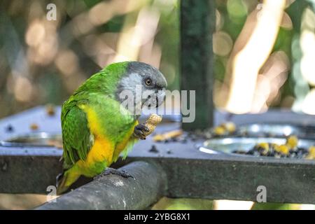 Perroquet Sénégal chez les oiseaux de la volière d'Eden en Afrique du Sud Banque D'Images