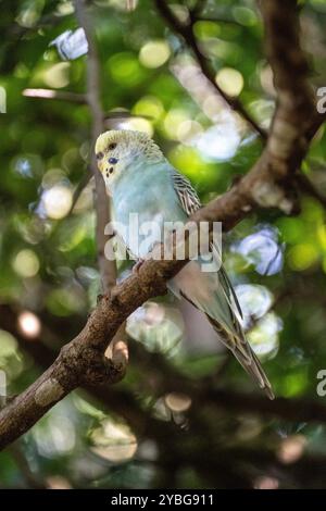 Budgerigar, perroquet Budgie à la volière des oiseaux d'Eden en Afrique du Sud Banque D'Images