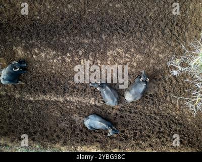 Troupeau de buffles reposant sur la terre sèche dans un paysage rural en fin d'après-midi, vue aérienne Banque D'Images