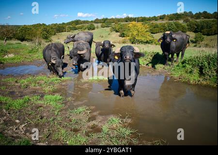 Troupeau de buffles d'eau debout et buvant dans une flaque boueuse par une journée ensoleillée, entouré de champs verdoyants et d'arbres, capturant le rural naturel Banque D'Images