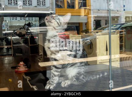 Chat Bengale derrière la vitrine, reflets, Little India Singapore Banque D'Images