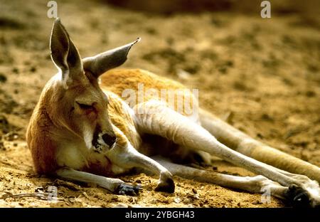 Kangourou rouge (taureau) posé sur le sol, Australie Banque D'Images