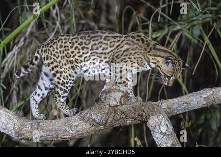 Ocelot (Leopardus pardalis), la nuit, grimpant sur la branche, regardant vers le bas, Pantanal, intérieur des terres, zone humide, réserve de biosphère de l'UNESCO, site du patrimoine mondial, Wet Banque D'Images