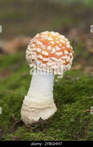 Rouge/Blanc Couleur de champignons Agaric Fly en forêt à l'automne aux Pays-Bas Banque D'Images