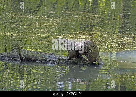 Loutre (Lutra lutra), assis sur le tronc d'arbre, eau Banque D'Images