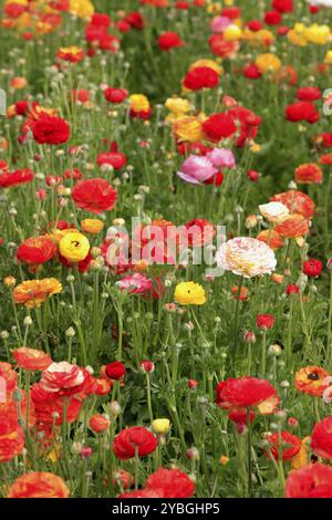 Buttercup asiatique (Ranunculus asiaticus), ranoncule, fleur, floraison, champ de fleurs, Californie, États-Unis, Amérique du Nord Banque D'Images