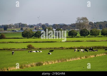 Paysage du Rhin inférieur, avant-pays de dyke près de Grieth, Rhénanie du Nord-Westphalie, Allemagne, Europe Banque D'Images