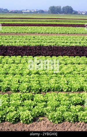 Plantation, laitue, (Latuca sativa var.) Capitata, Lollo Rossa Banque D'Images