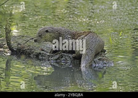 Loutre (Lutra lutra), assis sur le tronc d'arbre, eau Banque D'Images