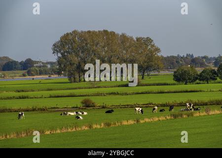 Paysage du Rhin inférieur, avant-pays de dyke près de Grieth, Rhénanie du Nord-Westphalie, Allemagne, Europe Banque D'Images